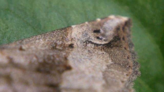 トビモンアツバ Hypena indicatalis смотреть онлайн