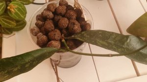 Hoya Manipurensis,Hoya Griffithii,Hoya Wibergiae Care,Enjoy 😉