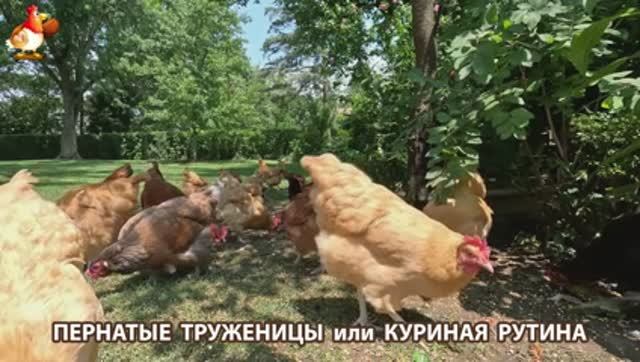 Куры несушки свободного выгула и их обычная куриная рутина – эпизод (172)