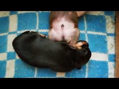 Щенки растут не по дням, а по часам))) 17 июня 2020 г. смотреть онлайн