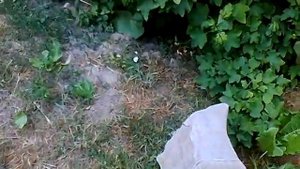 Зеленое черенкование голубики