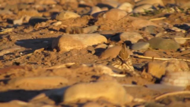 Crested Lark, Aït Benhaddou смотреть онлайн