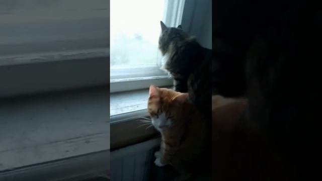 Сборник серий с 71-80 смотреть онлайн