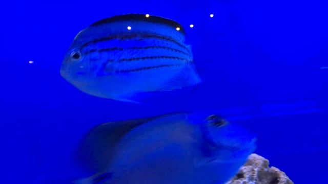 Lamarck Angelfish
