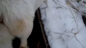 Козочки зимой