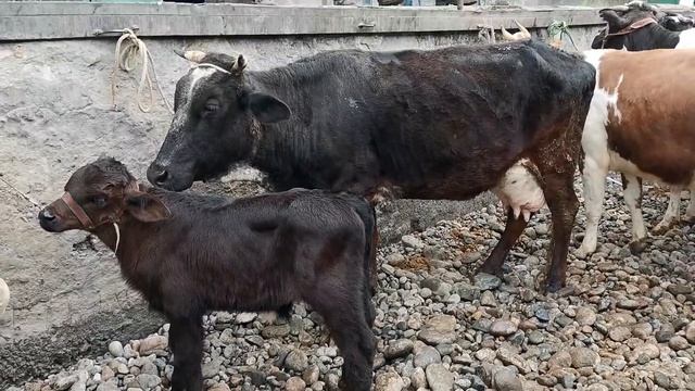 МОЛБОЗОРИ ДУШАНБЕ НАРХИ БУКА БУКАЧА ГНАЧИН ГОВИ ШИРТЕ 15 апреля 2021 г. смотреть онлайн