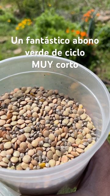 Abono verde de trigo sarraceno y lenteja смотреть онлайн