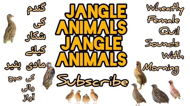 MAHOK Madi Batair ki awaz suba ke liye Female quail sounds Wheatley Hunting مادی بٹیر کی آواز