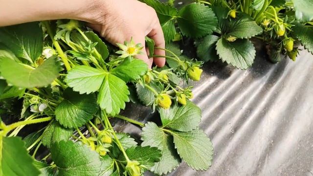 Обзор некоторых сортов клубники. Начало. 14.04.24. Ставрополь. смотреть онлайн