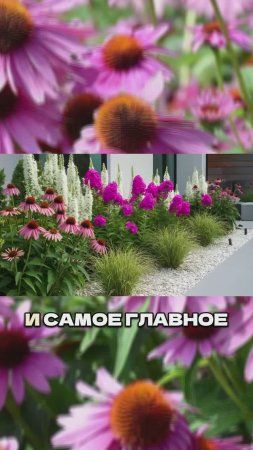 Ч.2🌸🎯С Чем Сочетать Эхинацею Чтобы Сад Выглядел Дорого  #цветы #сад #дача