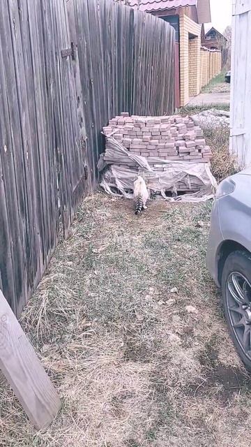 коты гуляют 