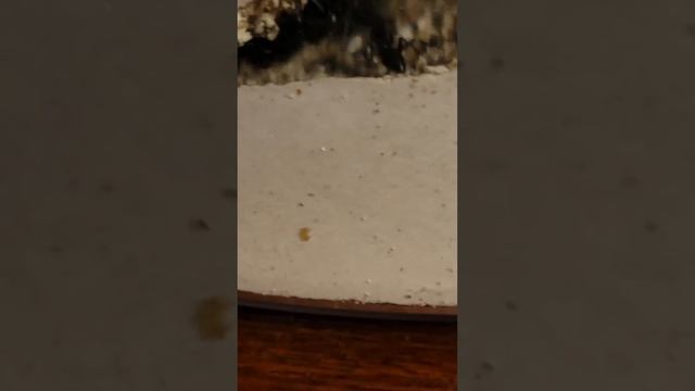 camponotus Pennsylvanicus queen смотреть онлайн