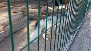 зоопарк в Караганде Неожиданно увидели это