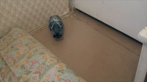 Голубь Баря снова наказан