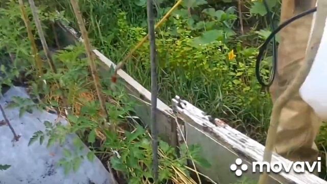 🍅316🍅 Первая подкормка томатов и других овощей🌿🍅🌿♥️👍💕🍅♥️💕🍅🍅