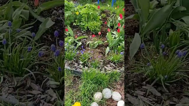 19 мая 2024 ,Свердловская обл, Среднеуральск,обзор огорода, первоцветы. смотреть онлайн