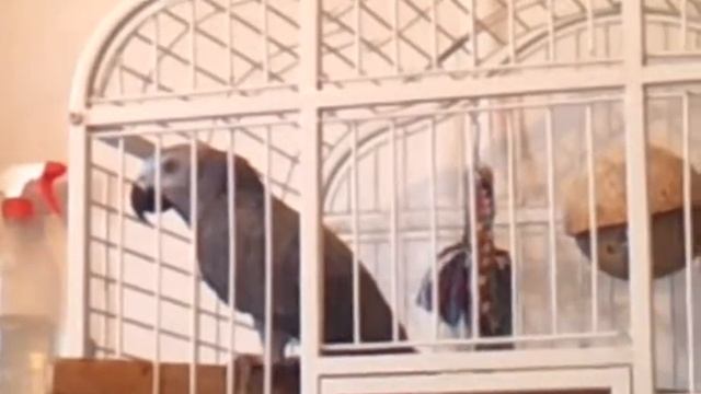 17  ЖАКО ЖОРИК СОЧИНСКИЙ. ПОПУГАИНЬКА смотреть онлайн