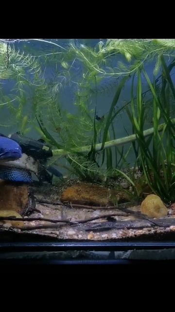 Drake 🖤channa Aurantimaculata 💖👌 смотреть онлайн