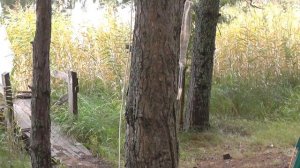 Поползень )