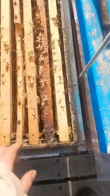 ЛОВИМ ОКНА. УЖИМАЕМ 15.02.2025 #пасека #пчеловодство #пчелы #bee смотреть онлайн