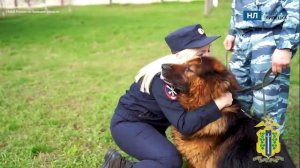 Четвероногого полицейского-пенсионера забрала домой напарница