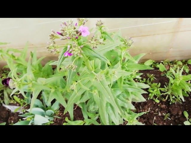 Обзор цветника. смотреть онлайн