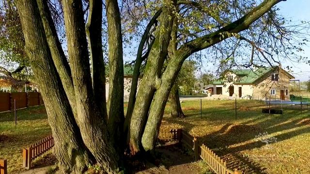 Grigaliūnas Linden смотреть онлайн