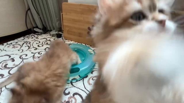 НЕВЫНОСИМО ПРЕКРАСНЫЕ БРИТАНСКИЕ ЗОЛОТЫЕ КОТЯТА ДЛЯ ВАС!