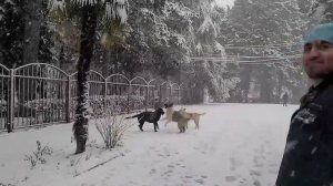 Собаки в Сочи радуются снегу. Заснеженная пальмовая аллея / Perros en Rusia disfrutan nieve