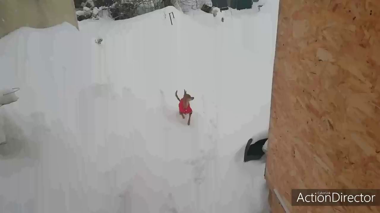 Кому снега, отдаю даром))) смотреть онлайн