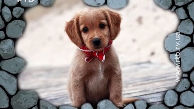 На добраніч, казка. Легенда про Рівне. Казка 12 смотреть онлайн