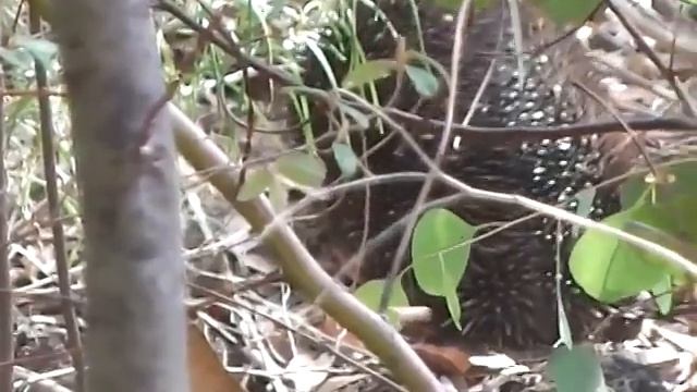Koala, echidna (anteater), bee hive and lizard on park walk смотреть онлайн