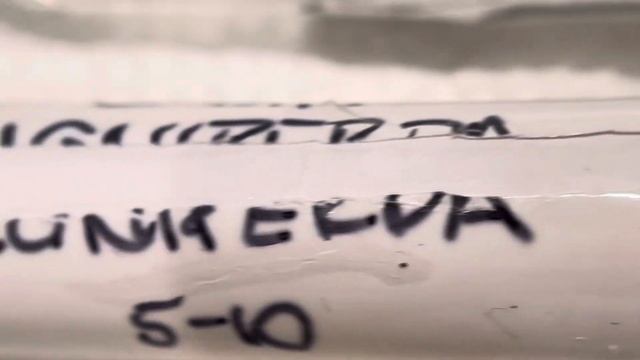 Camponotus ligniperda Queen ant with small founding Colony developing fast with this years growth смотреть онлайн