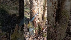 Берёзовый сок весной.