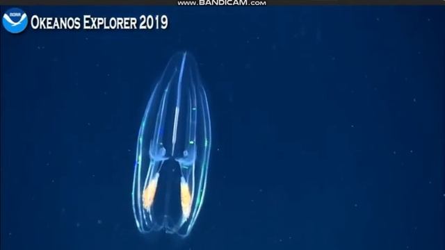 Ctenophore @ Blake Escarpment смотреть онлайн