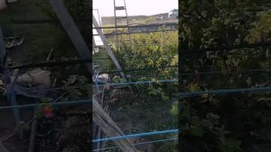 Профилактика от клеща,
Установка шпалеры