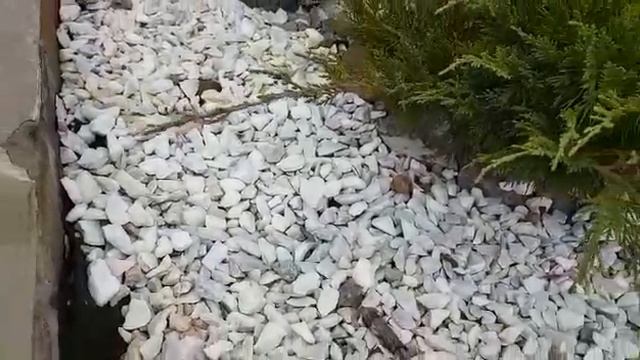 Ухаживаю на цветами в саду