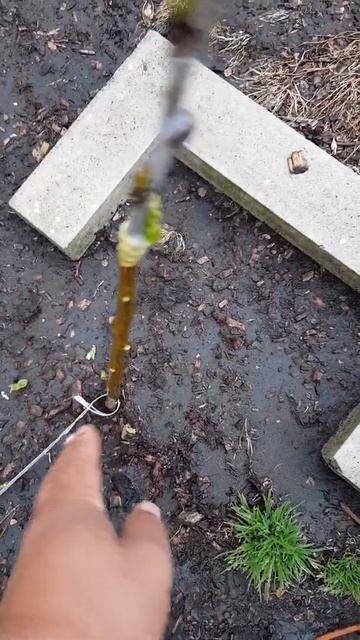 Grafted bare rootstock смотреть онлайн