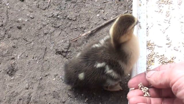 Гадкий  индоутенок выжил и малость подрос.