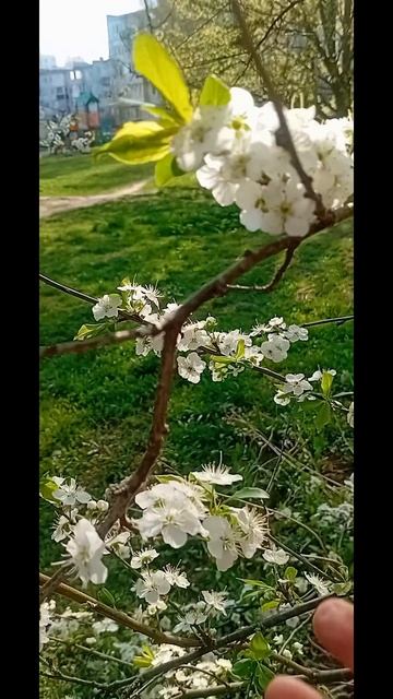 Калуга 21.04.25. Цветут деревья в городе