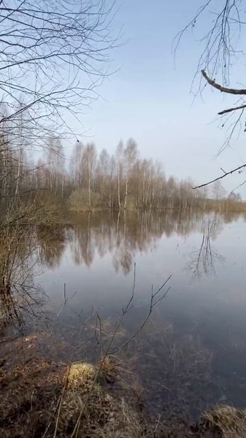 Охота с подсадной 2021. Короткий репортаж Shorts