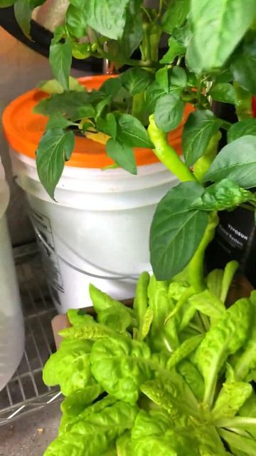 Transplanting pepper plants from indoor hydroponic to outdoor soil
