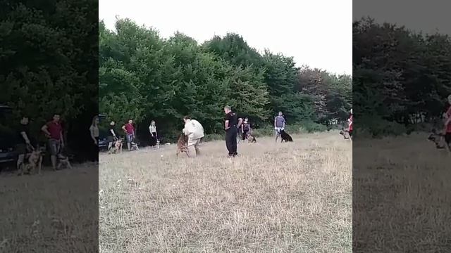 НАПАДЕНИЕ СОБАКИ НА ДЕВУШКУ. ЧАСТЬ 2 смотреть онлайн