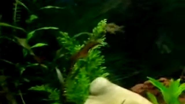 acuario plantado de 200 litros de ismael смотреть онлайн