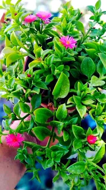 10 #plantas para #jardins #shorts #flores e #folhagens смотреть онлайн