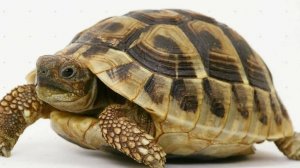 Система "Черепах"  часть 4