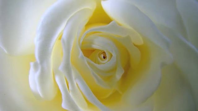 Music in the garden ~ Bonobo - Silver смотреть онлайн