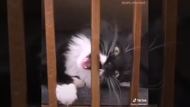 Коротко о коте. У моей бабушки смотреть онлайн