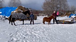 Конный дворик "Велес" встречает гостей или История о том, как мы на Ферме у Дедушки Егора побывали