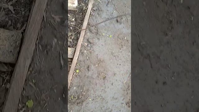 Всходы зелени и ранних корнеплодов